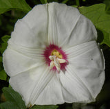Merremia dissecta |  Alamo Noyau Vine | 10_Seeds