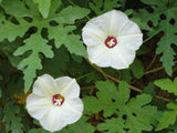 Merremia dissecta |  Alamo Noyau Vine | 10_Seeds
