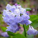 Mertensia virginica | Virginia Bluebells | Virginia Cowslip | 20_Seeds