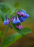 Mertensia virginica | Virginia Bluebells | Virginia Cowslip | 20_Seeds