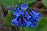 Mertensia virginica | Virginia Bluebells | Virginia Cowslip | 20_Seeds
