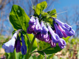 Mertensia virginica | Virginia Bluebells | Virginia Cowslip | 20_Seeds