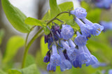 Mertensia virginica | Virginia Bluebells | Virginia Cowslip | 20_Seeds