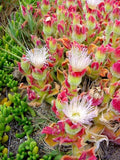 Mesembryanthemum crystallinum | Ice Plant | Crystalline Iceplant | 1000_Seeds
