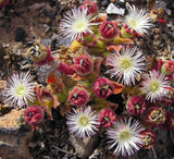 Mesembryanthemum crystallinum | Ice Plant | Crystalline Iceplant | 1000_Seeds