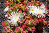 Mesembryanthemum crystallinum | Ice Plant | Crystalline Iceplant | 1000_Seeds