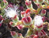 Mesembryanthemum crystallinum | Ice Plant | Crystalline Iceplant | 1000_Seeds