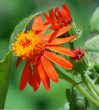 Pseudogynoxys chenopodioides | Senecio confusus | Mexican flamevine | 20_Seeds