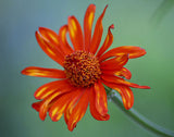 Pseudogynoxys chenopodioides | Senecio confusus | Mexican flamevine | 20_Seeds