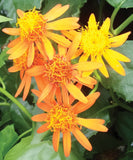 Pseudogynoxys chenopodioides | Senecio confusus | Mexican flamevine | 20_Seeds
