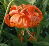 Lilium michiganense | Michigan Lily | 10_Seeds