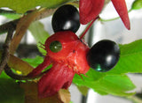 Ochna serrulata | Birds Eye | Mickey Mouse Bush | Small Leaved Plane | 5_Seeds