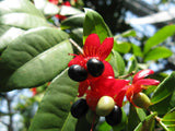 Ochna serrulata | Birds Eye | Mickey Mouse Bush | Small Leaved Plane | 5_Seeds