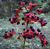 Ochna serrulata | Birds Eye | Mickey Mouse Bush | Small Leaved Plane | 5_Seeds