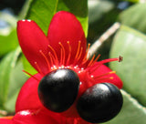 Ochna serrulata | Birds Eye | Mickey Mouse Bush | Small Leaved Plane | 5_Seeds