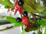 Ochna serrulata | Birds Eye | Mickey Mouse Bush | Small Leaved Plane | 5_Seeds