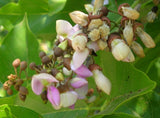 Millettia pinnata | Pongamia | Pongame Oiltree | Indian Beech | 5_Seeds