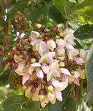Millettia pinnata | Pongamia | Pongame Oiltree | Indian Beech | 5_Seeds