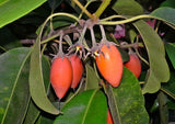Mimusops elengi | Bakul Tree | Bullet Wood | Spanish Cherry| Red Condo | 5_Seeds