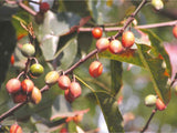 Mimusops elengi | Bakul Tree | Bullet Wood | Spanish Cherry| Red Condo | 5_Seeds