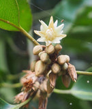 Mimusops elengi | Bakul Tree | Bullet Wood | Spanish Cherry| Red Condo | 5_Seeds