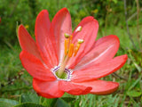 Passiflora mixta | Curuba de Indio &  Monte | Palta | 5_Seeds