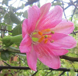Passiflora mixta | Curuba de Indio &  Monte | Palta | 5_Seeds