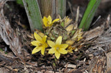 Curculigo capitulata | Palm Grass | Whale Back | 100_Seeds