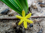 Curculigo capitulata | Palm Grass | Whale Back | 100_Seeds