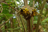 Curculigo capitulata | Palm Grass | Whale Back | 100_Seeds