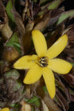 Curculigo capitulata | Palm Grass | Whale Back | 100_Seeds