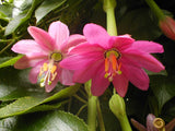 Passiflora tripartita mollissima | Banana Poke Passion Flower | 20_Seeds