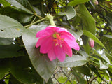 Passiflora tripartita mollissima | Banana Poke Passion Flower | 20_Seeds