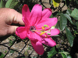 Passiflora tripartita mollissima | Banana Poke Passion Flower | 20_Seeds