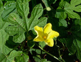 Momordica charantia | bitter melon | balsam pear | 5_Seeds