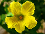 Momordica charantia | bitter melon | balsam pear | 5_Seeds
