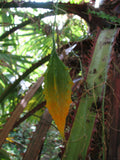 Momordica charantia | bitter melon | balsam pear | 5_Seeds
