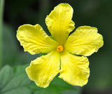 Momordica charantia | bitter melon | balsam pear | 5_Seeds