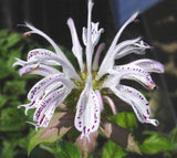 Monarda bradburiana | Eastern Bee Balm | Bradburys Beebalm | 20_Seeds