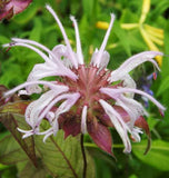 Monarda bradburiana | Eastern Bee Balm | Bradburys Beebalm | 20_Seeds