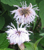 Monarda bradburiana | Eastern Bee Balm | Bradburys Beebalm | 20_Seeds