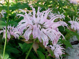 Monarda bradburiana | Eastern Bee Balm | Bradburys Beebalm | 20_Seeds