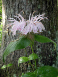 Monarda bradburiana | Eastern Bee Balm | Bradburys Beebalm | 20_Seeds