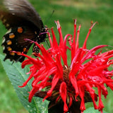 Monarda didyma Panorama Red Shades |  Scarlet  Beebalm | 20_Seeds