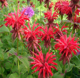 Monarda didyma Panorama Red Shades |  Scarlet  Beebalm | 20_Seeds