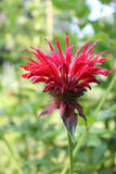 Monarda didyma Panorama Red Shades |  Scarlet  Beebalm | 20_Seeds