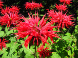 Monarda didyma Panorama Red Shades |  Scarlet  Beebalm | 20_Seeds