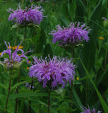 Monarda fistulosa |  Wild Bergamot | 1000_Seeds