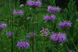 Monarda fistulosa |  Wild Bergamot | 1000_Seeds