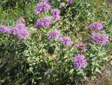 Monarda fistulosa |  Wild Bergamot | 1000_Seeds